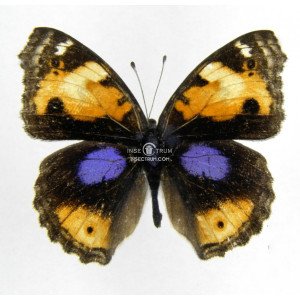 JUNONIA HIERTA